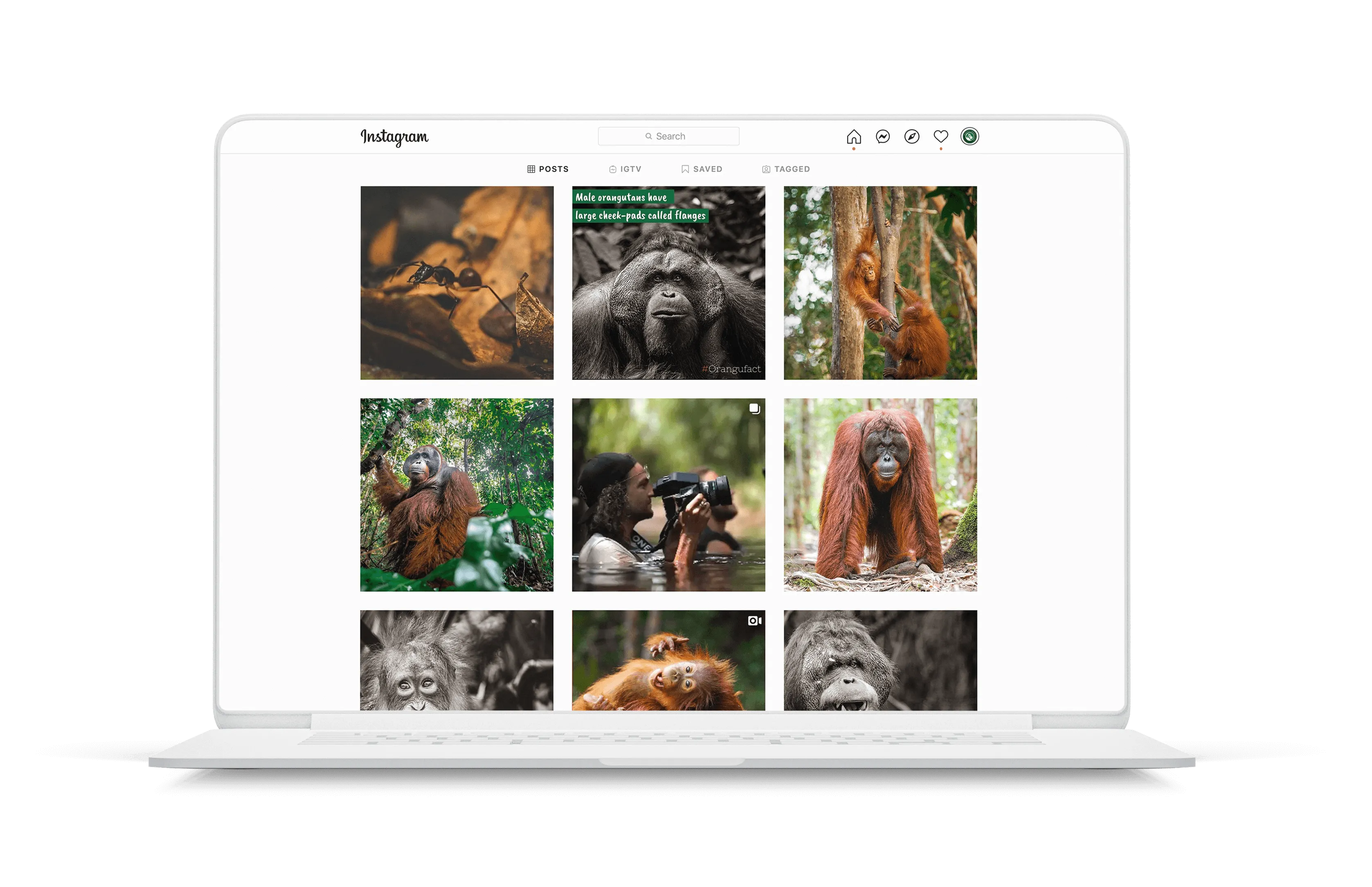 Orangutan Trekking Tours website homepage